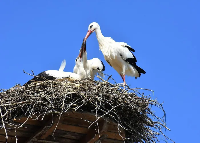 Easy4stay By Center Ii * Portimão