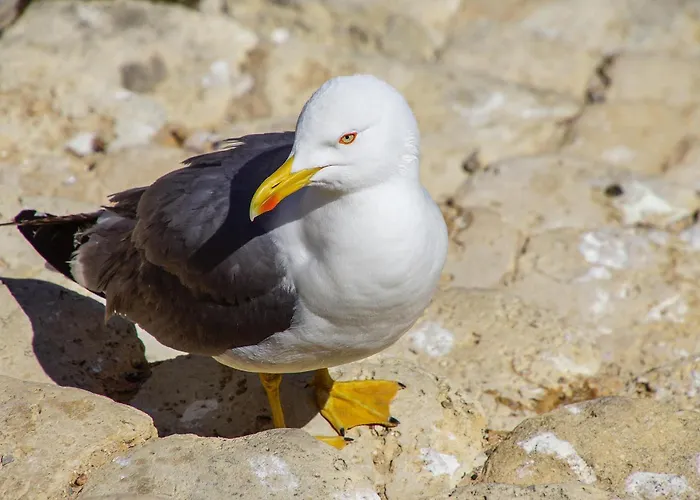 Appartement Easy4stay By Center Ii Portimão