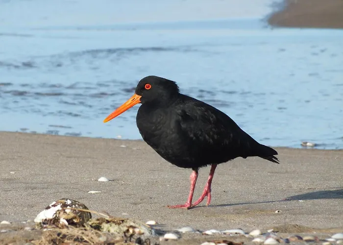 Easy4stay By Center Ii * Portimão